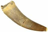 Fossil Plesiosaur (Zarafasaura) Tooth - Morocco #296383-1